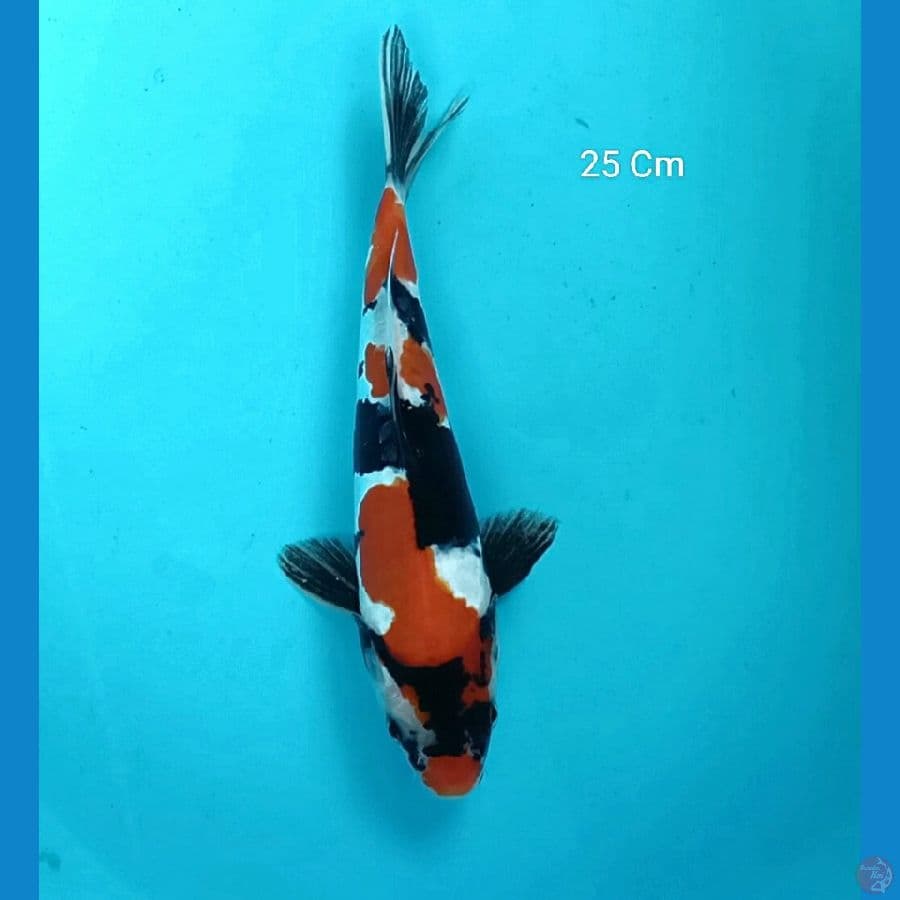 Showa Doitsu 25 Cm