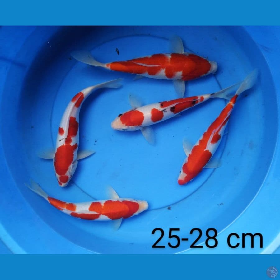 mix 25-28 cm