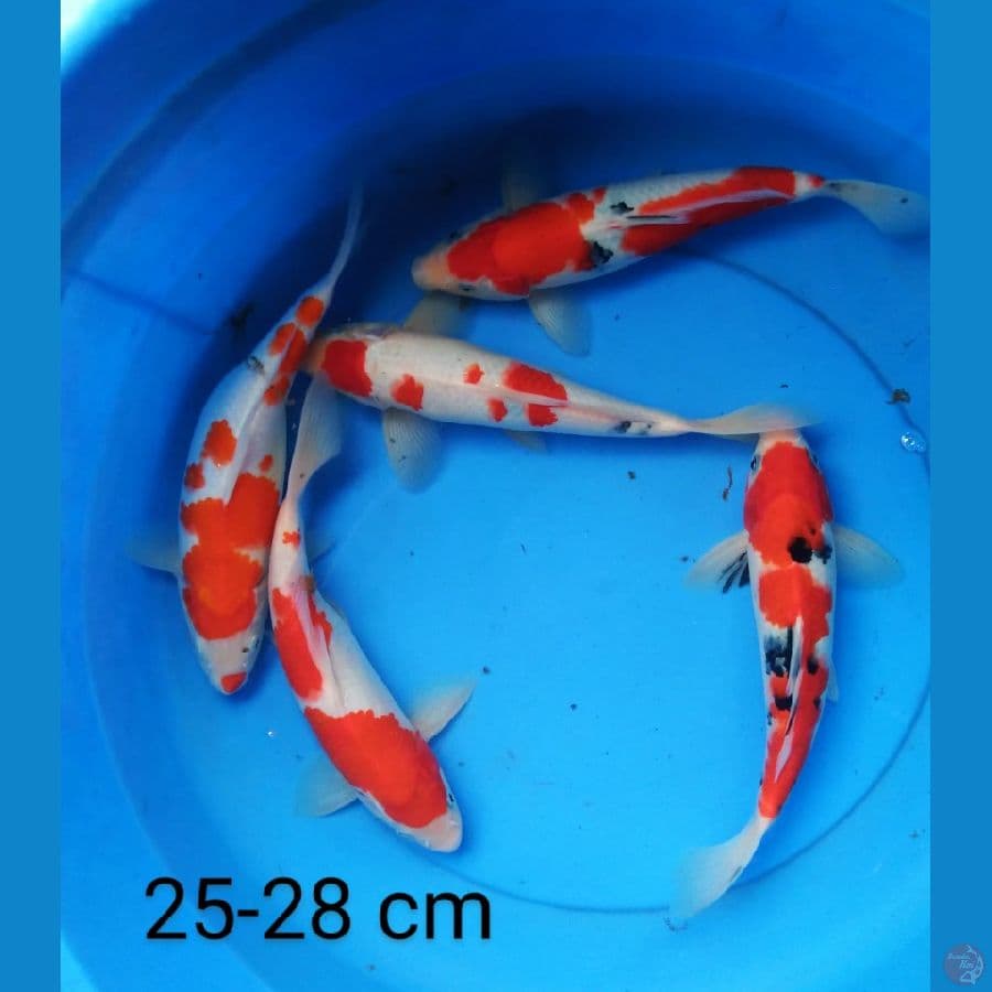 mix 25-28 cm