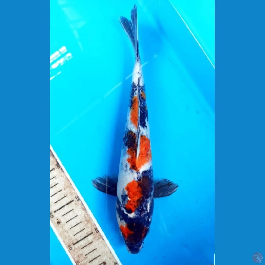 showa hikari 29 cm