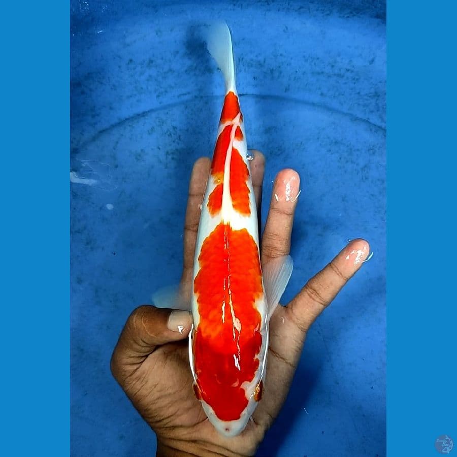 kohaku 28cm original