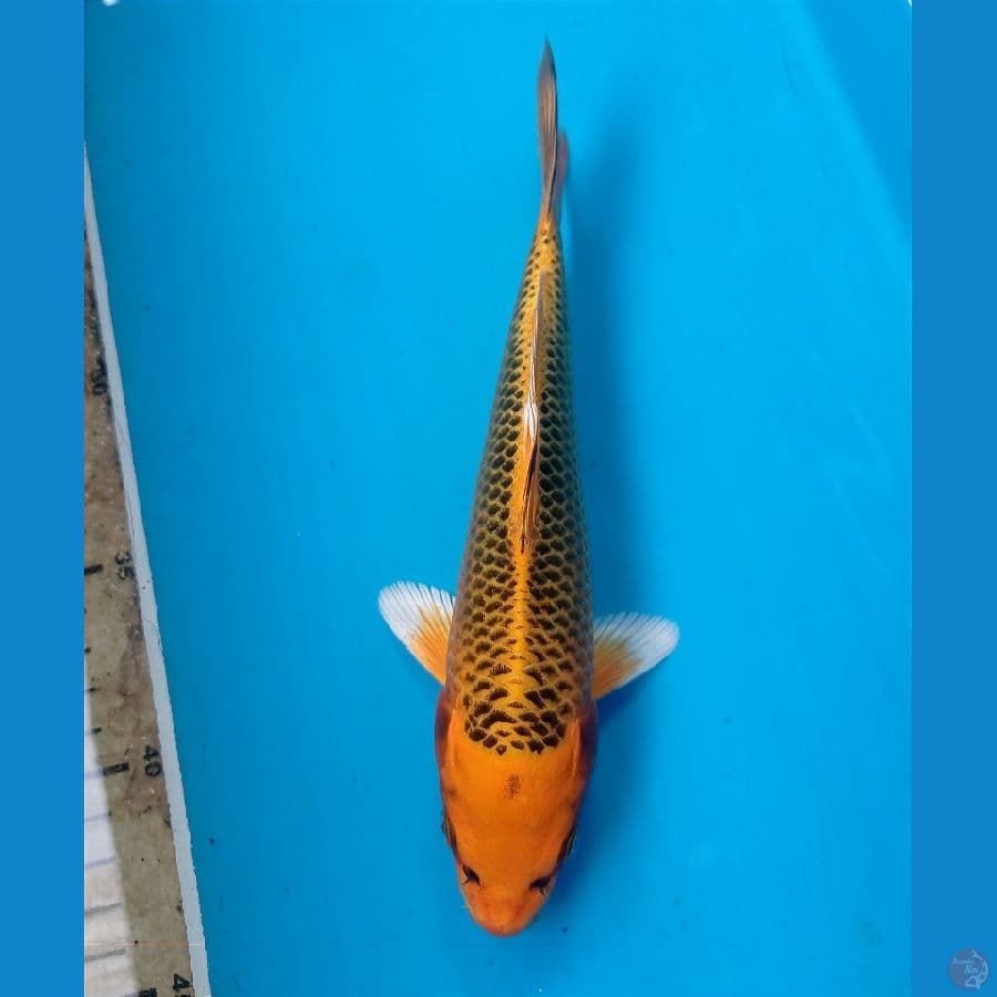 kin matsuba 21 cm