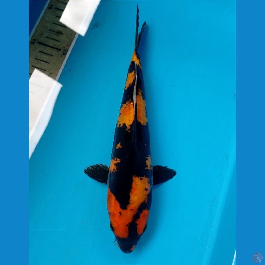 utsuri doit 25 cm