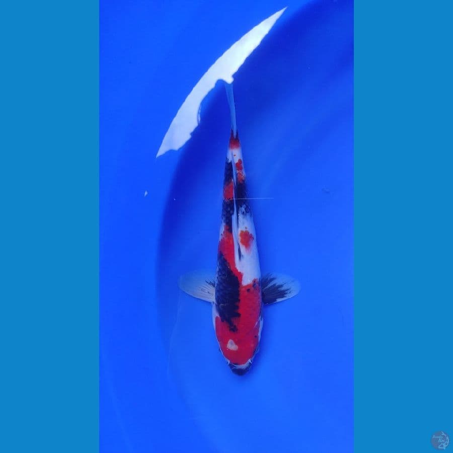 showa sansoku male HQ 30cm