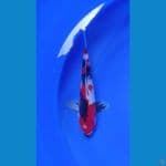showa sansoku male HQ 30cm
