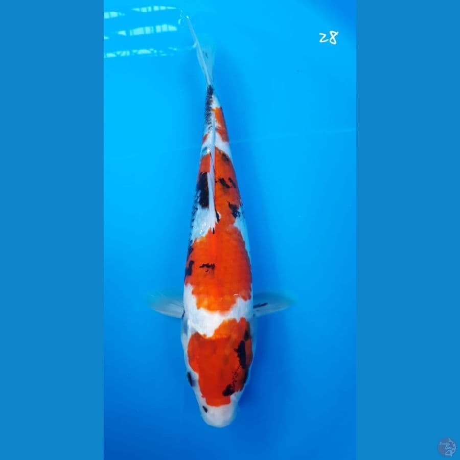showa 28cm