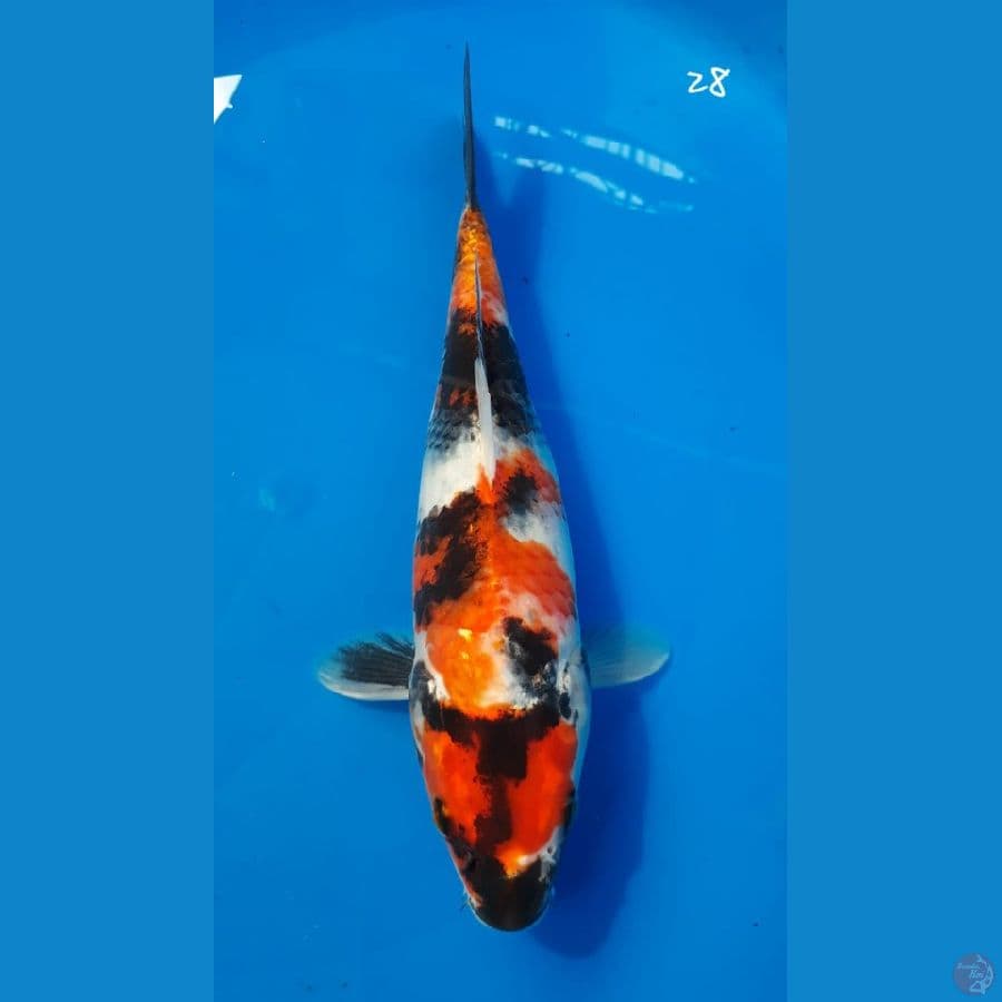 Showa 28cm