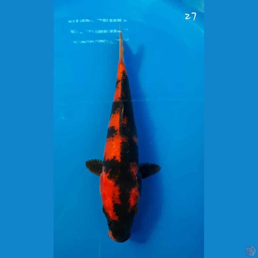 Hi utsuri 27cm