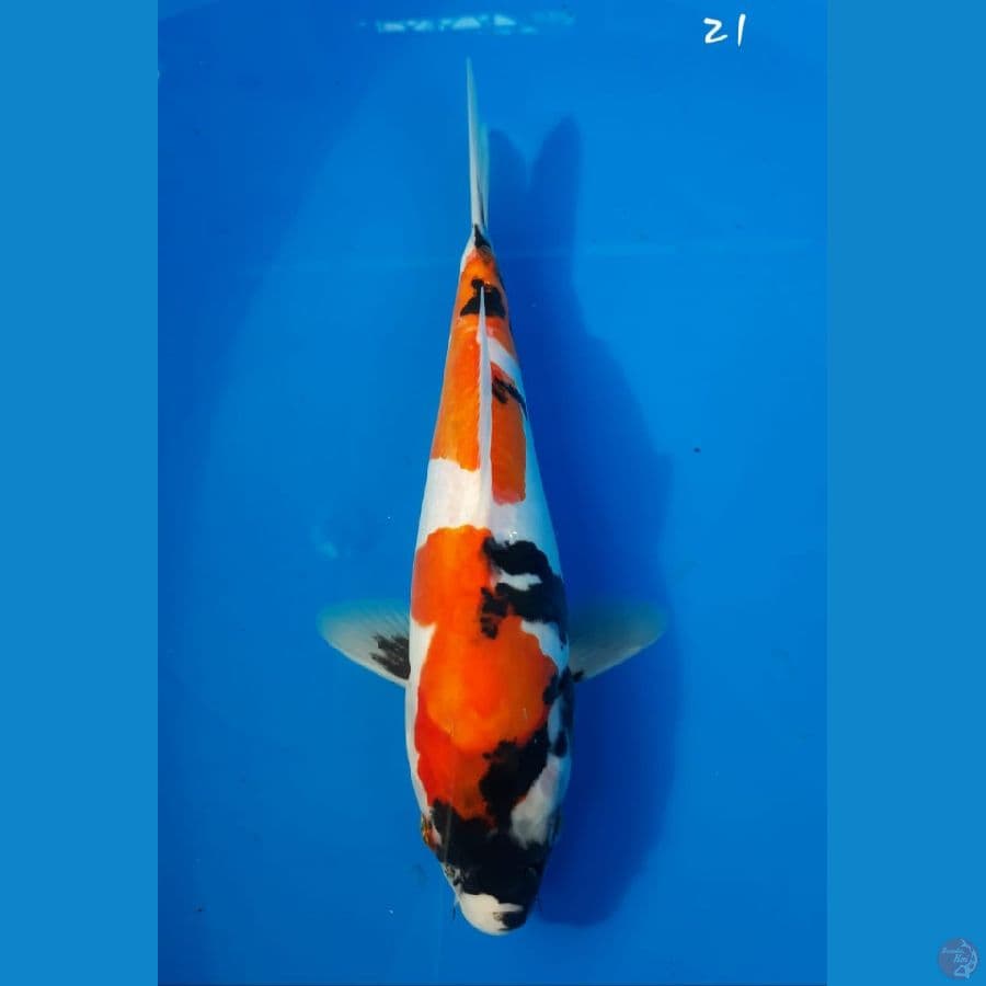 Showa doitsu 21cm