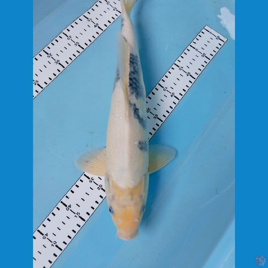 shiro tategoi jantan 43cm
