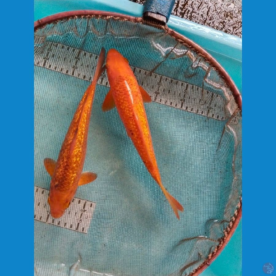 karamer ginrin 25-26cm