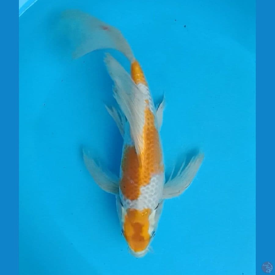 kogane kumpay