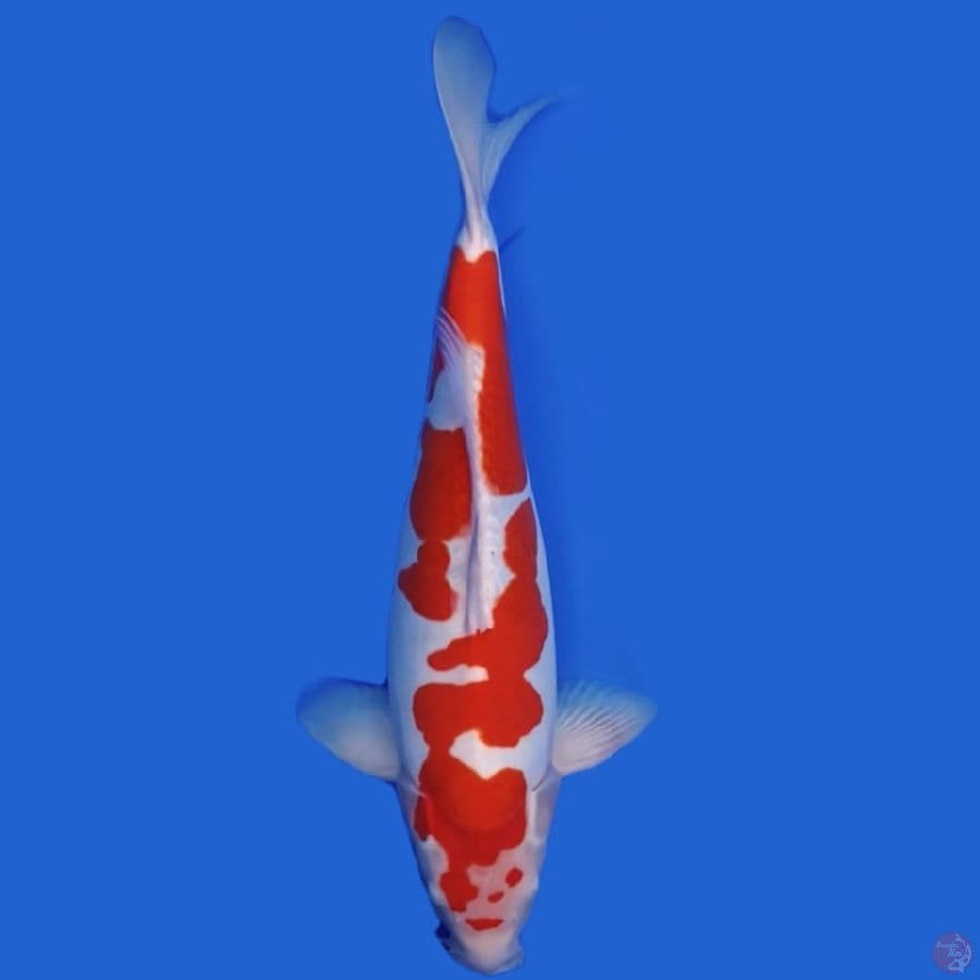 DOITSU KOHAKU MURNI 41cm MALE