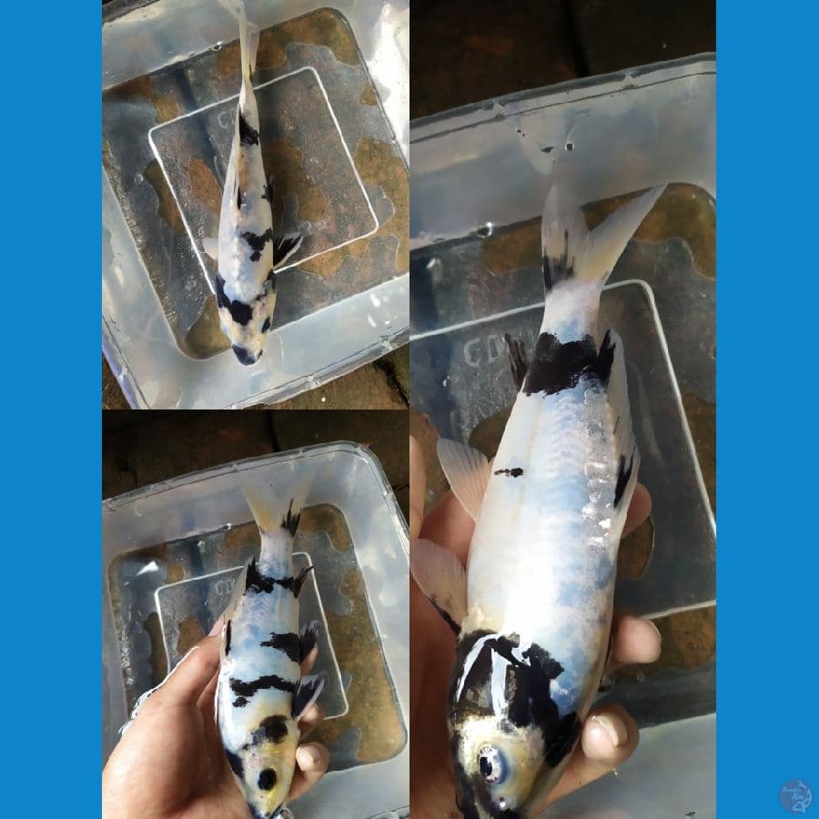 shiro doitsu murni