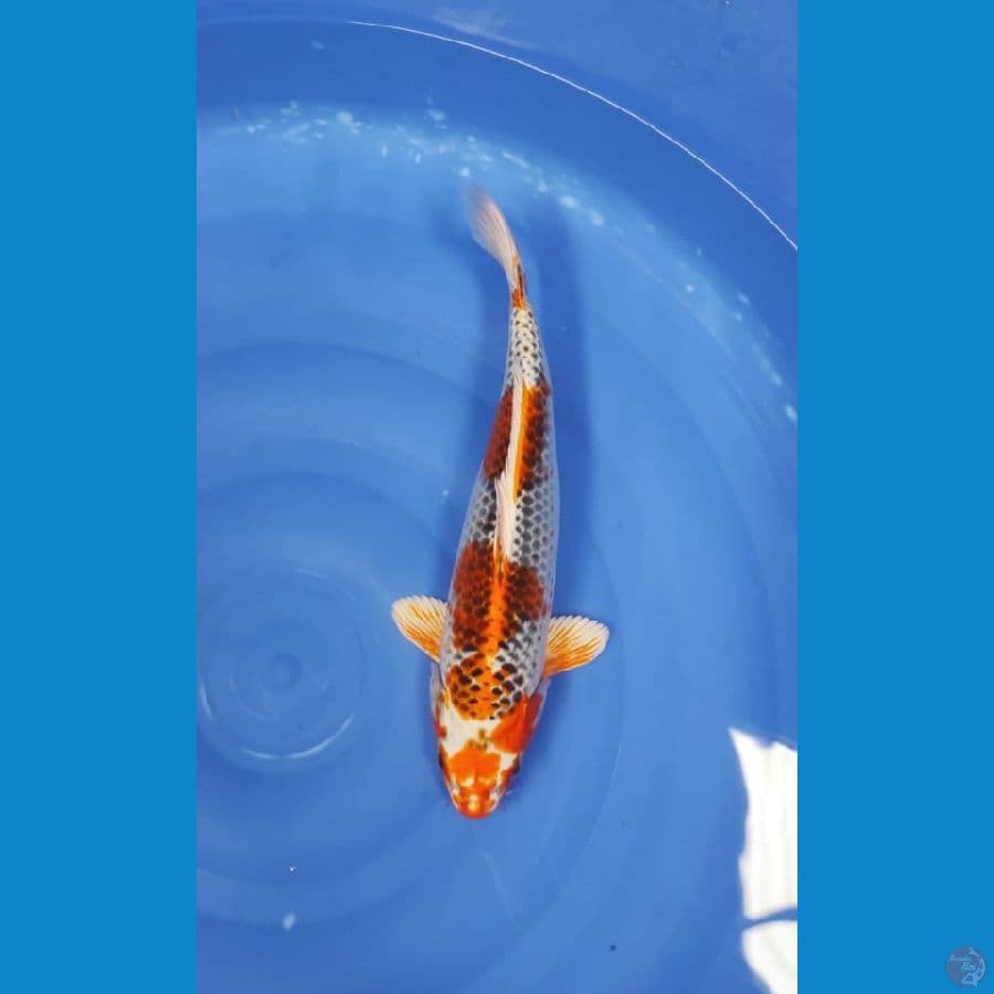 khutuk*~®kujaku 38cm BU male