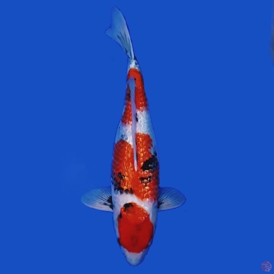 Kinginrin Showa 45cm Female