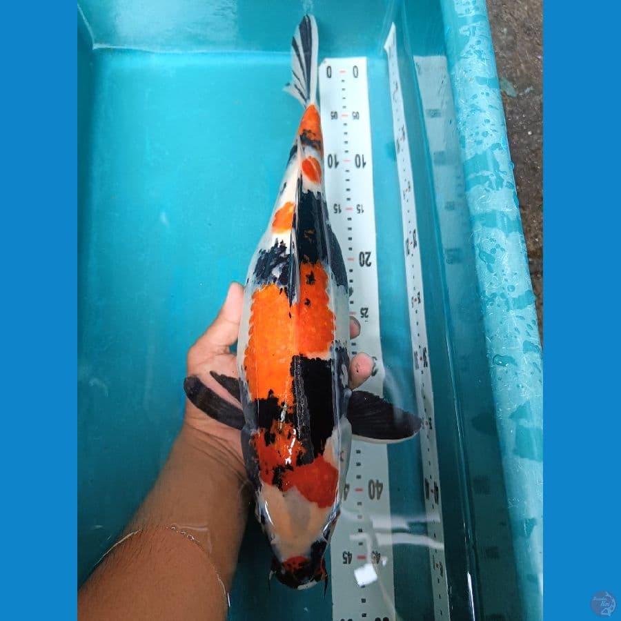 showa 45cm
