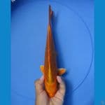 kin ki utsuri  25 cm