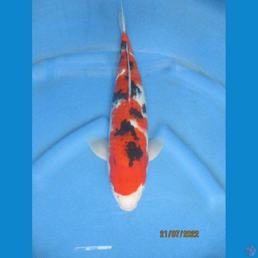 sanke F1. 35 cm