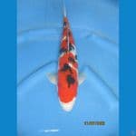 sanke F1.  35 cm