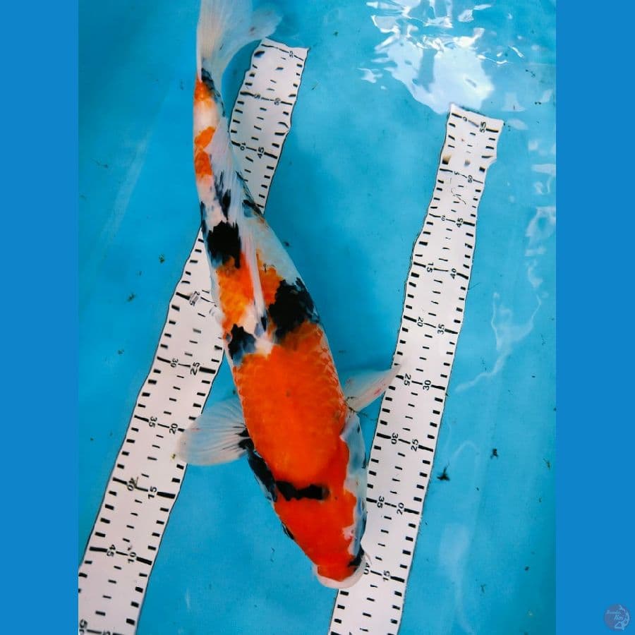 showa 50cm 