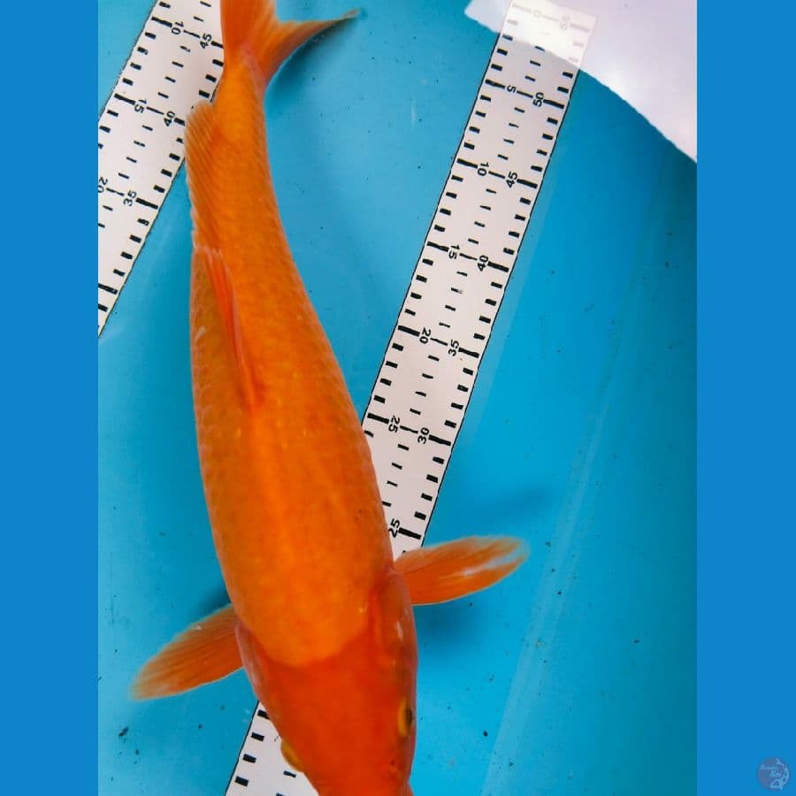 red karasi 42cm