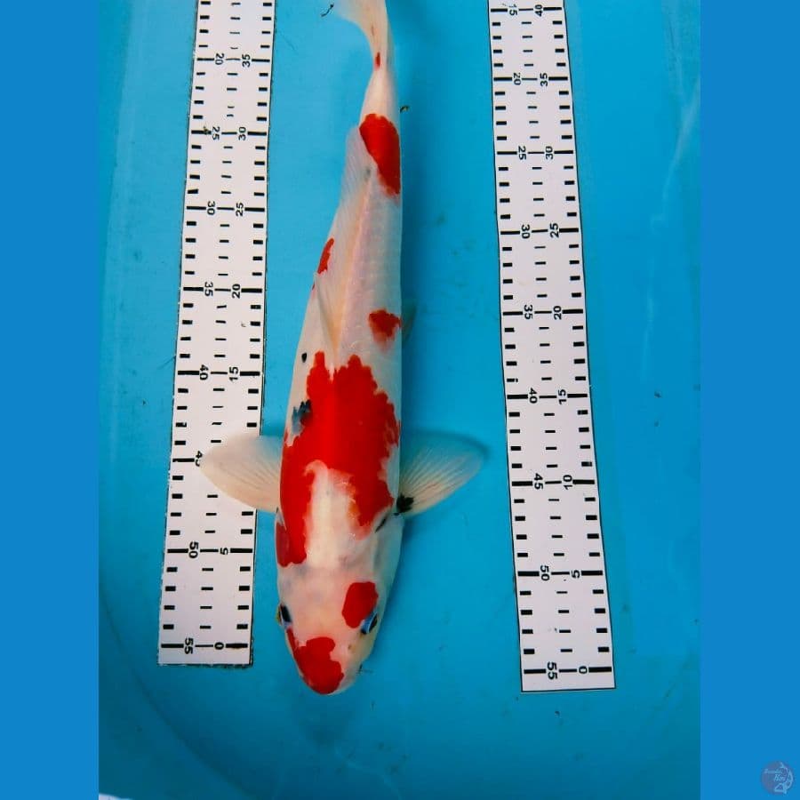 showa 41cm