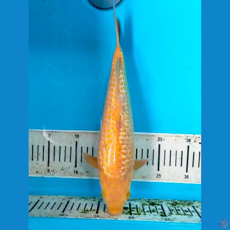 Karashi Ginrin 33BU