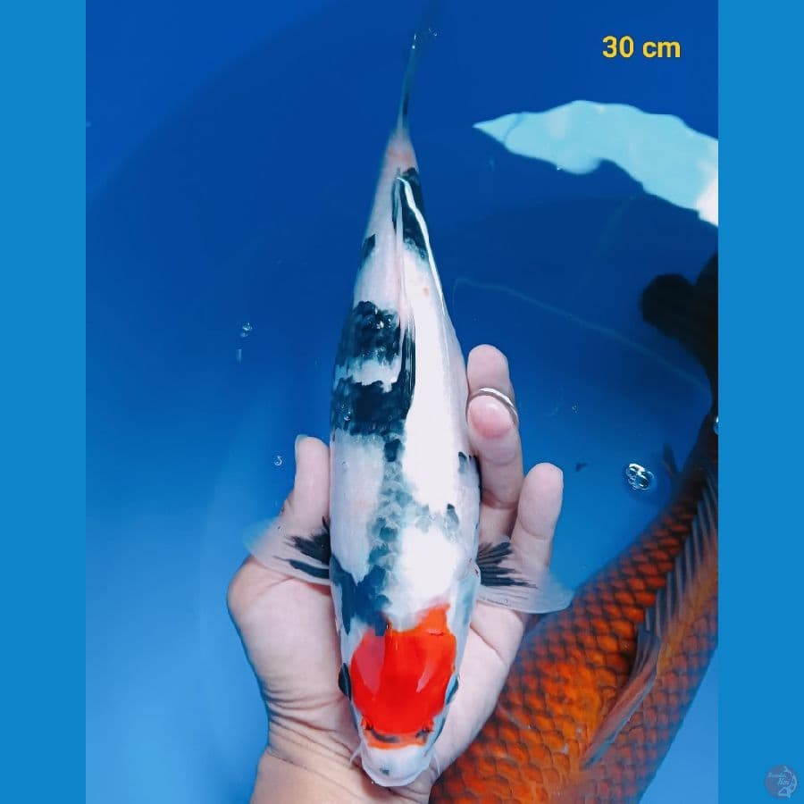 Tancho showa ori 30 cm