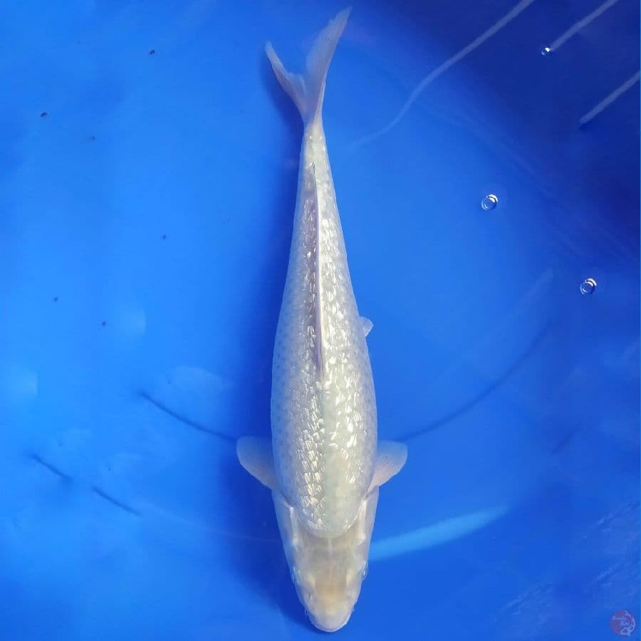 SoragoiGinrin 38cm