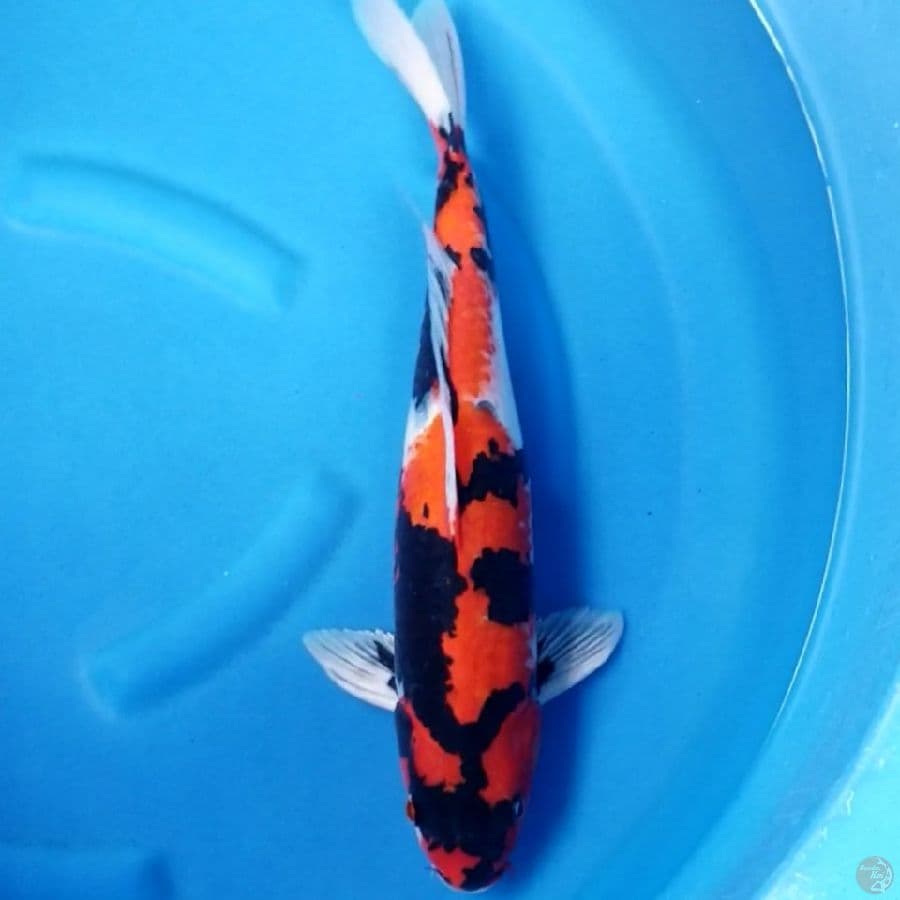 SHOWA 46 CM MALE