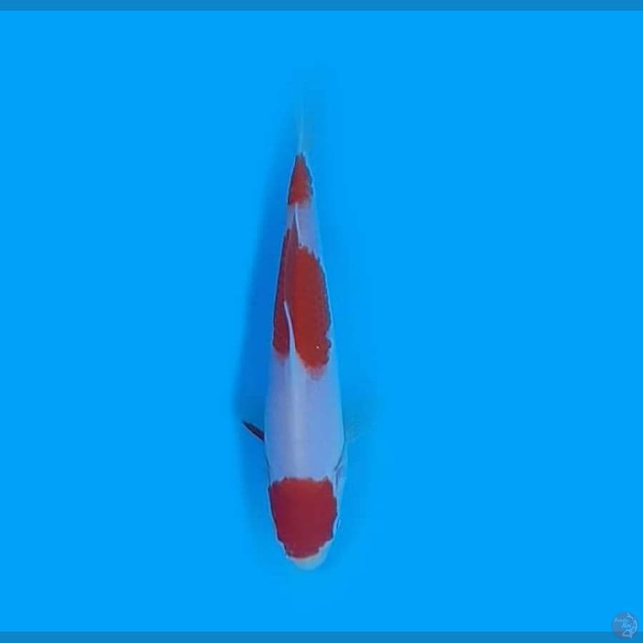 KOHAKU 13.Cm 