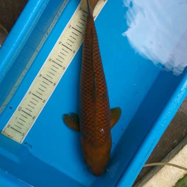 Chagoi jumbo penjinak kolam