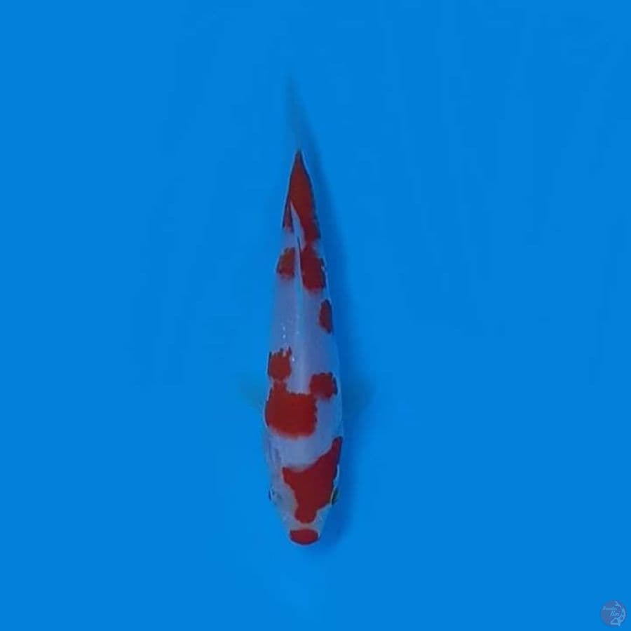 KOHAKU 13.Cm 
