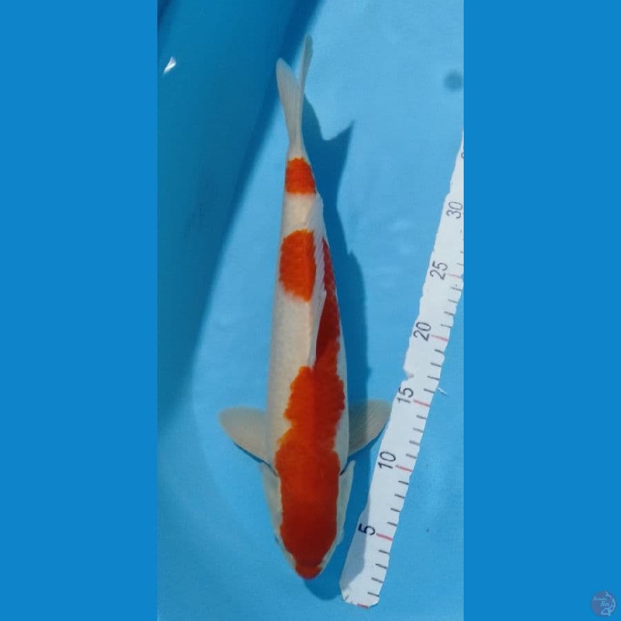 Kohaku M 40cm