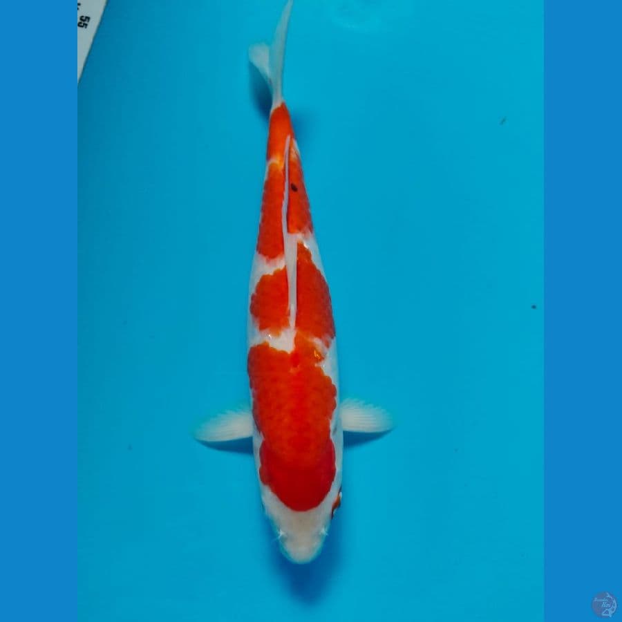 kohaku nale 31cm 
