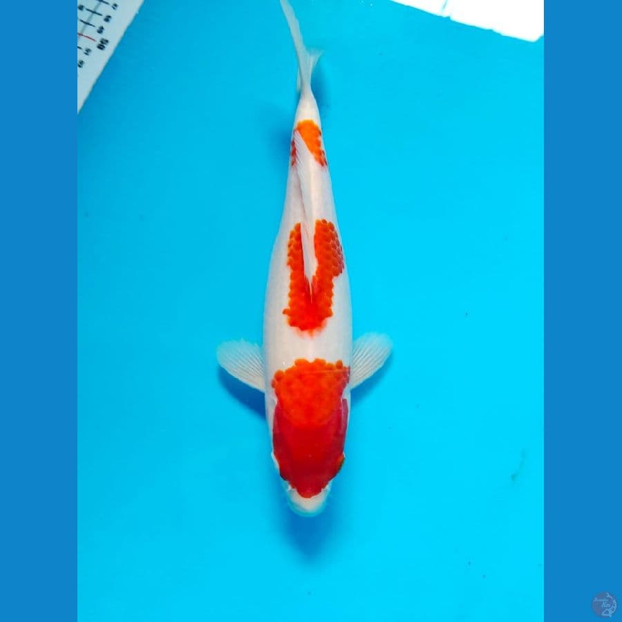 kohaku 28cm