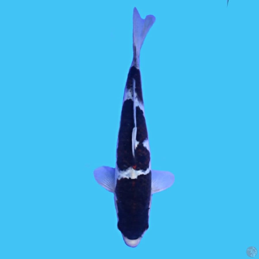Budo Goromo (HQ) 25cm Male 