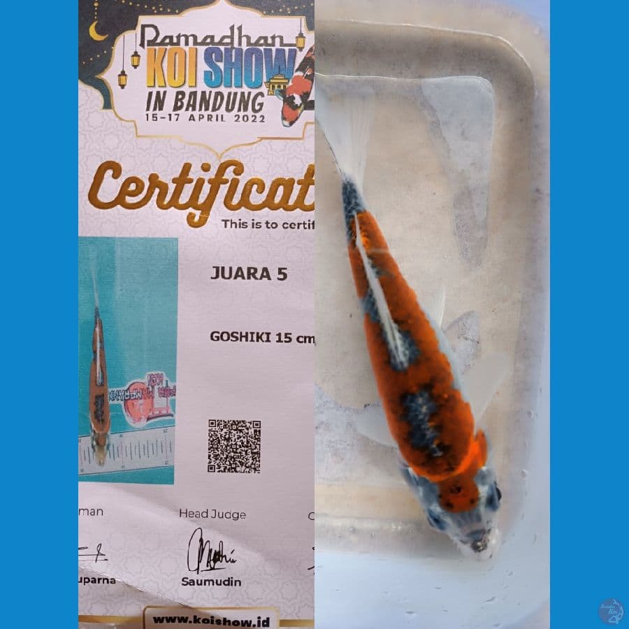 SQ gosiki size 15 juara 5
