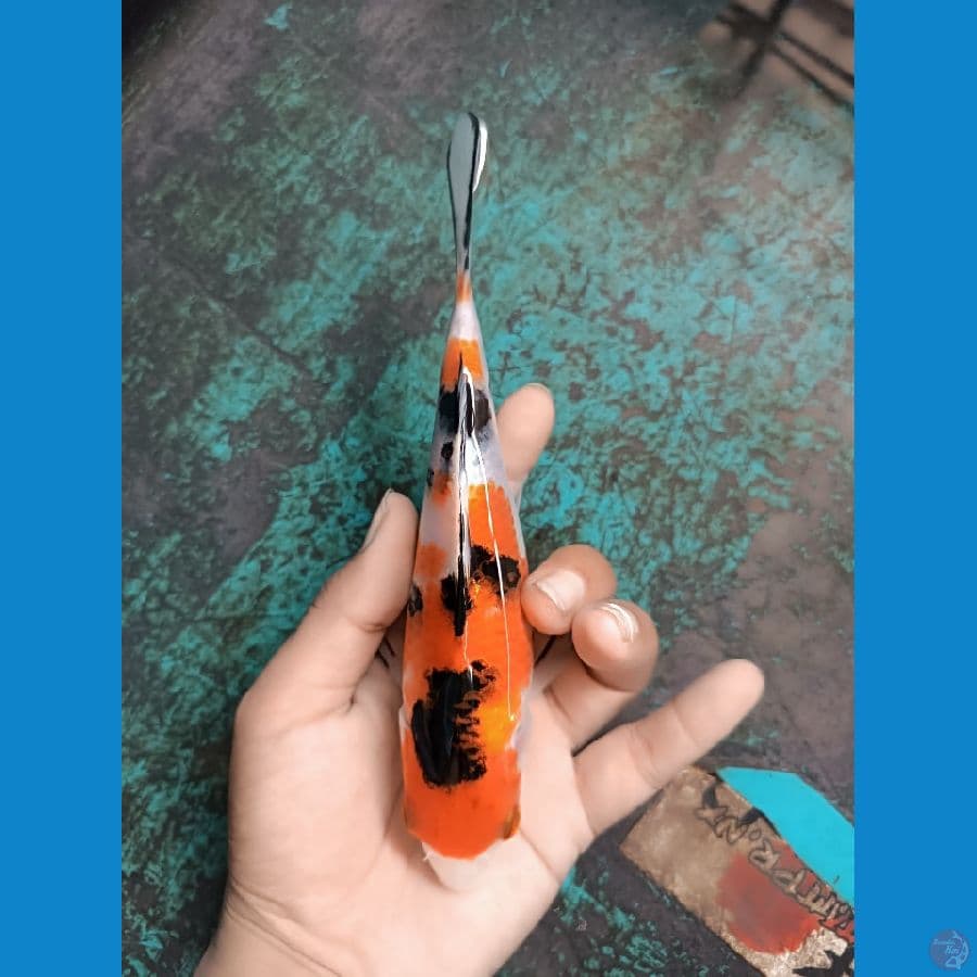 sanke size 17cm