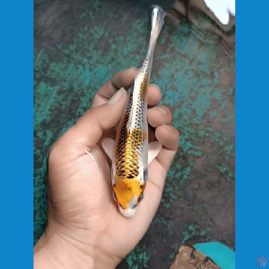 kujaku kirin kepala bersih size 14