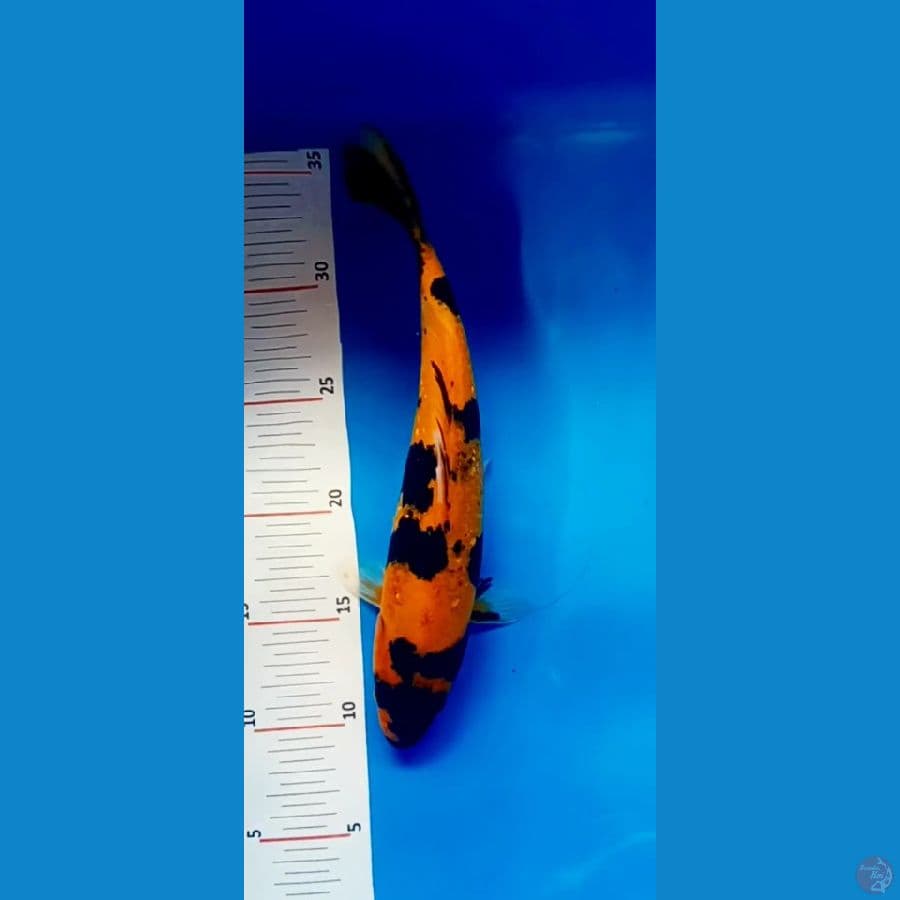 sisit domas kihutsuri 27 cm.male