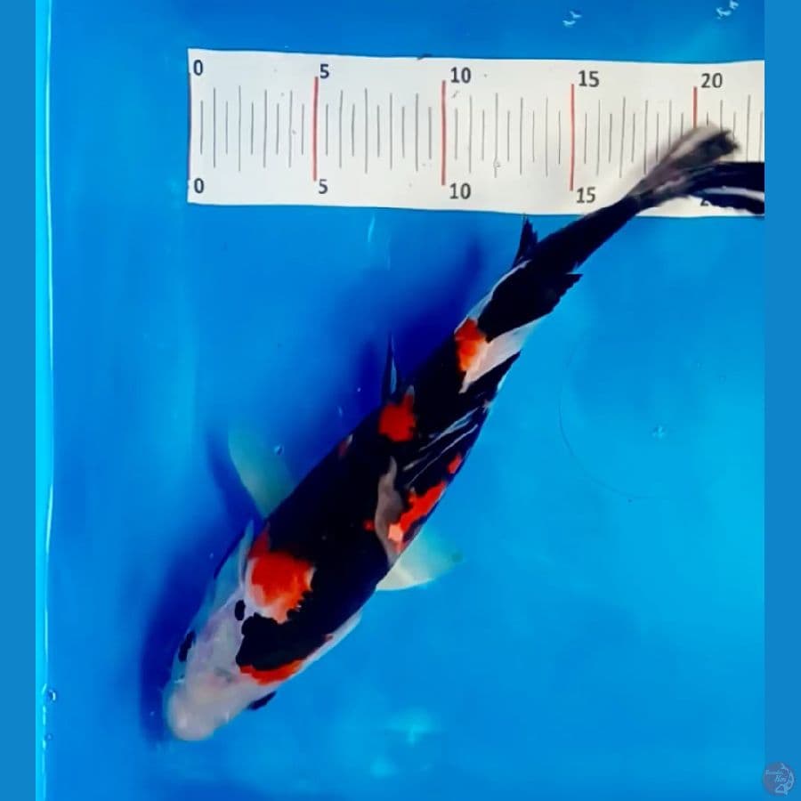 showa doitsu 30 cm