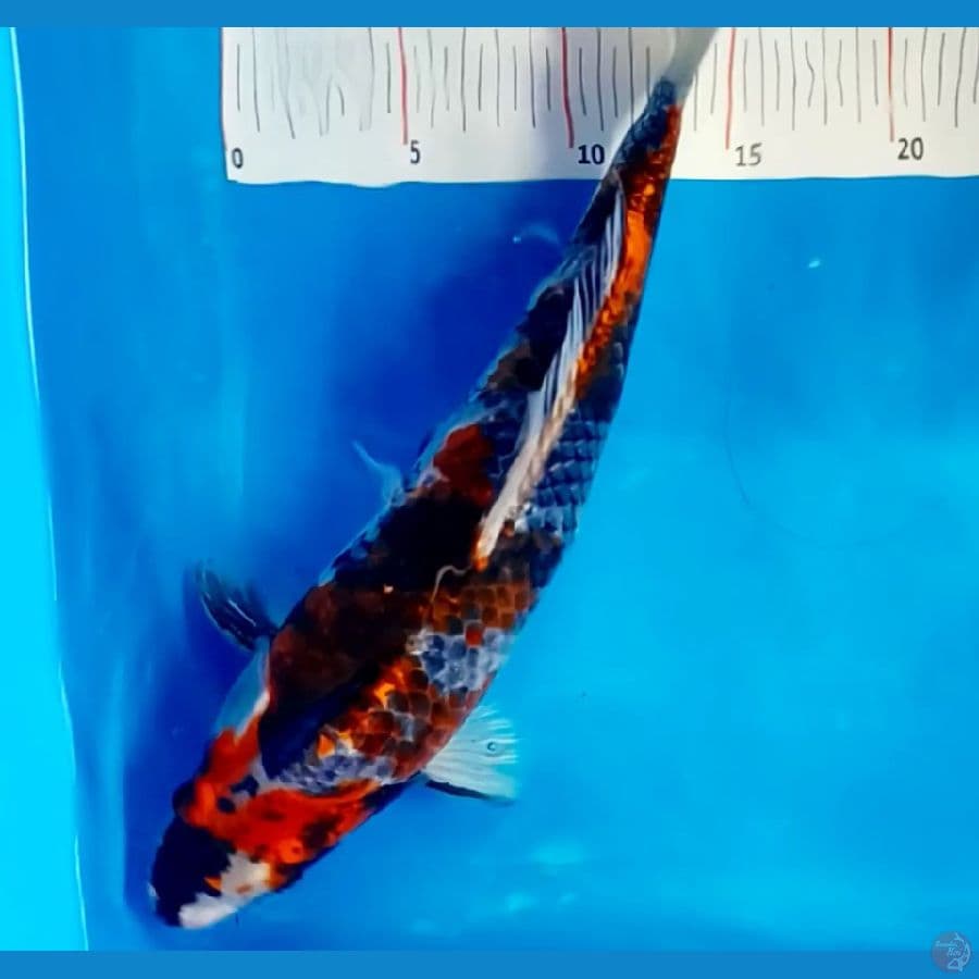 kage show 35 cm male 