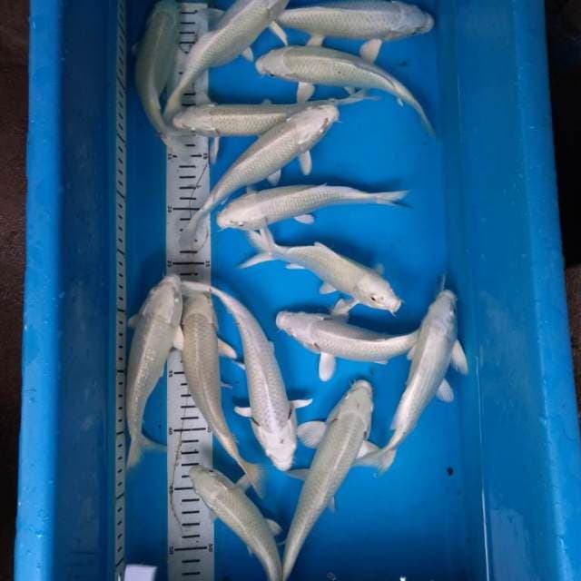 Platinum putih salju 15 ekor