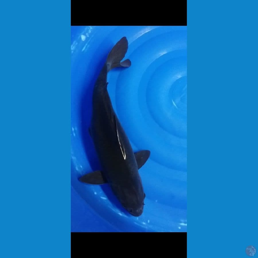 karasu 49 cm fm body gols