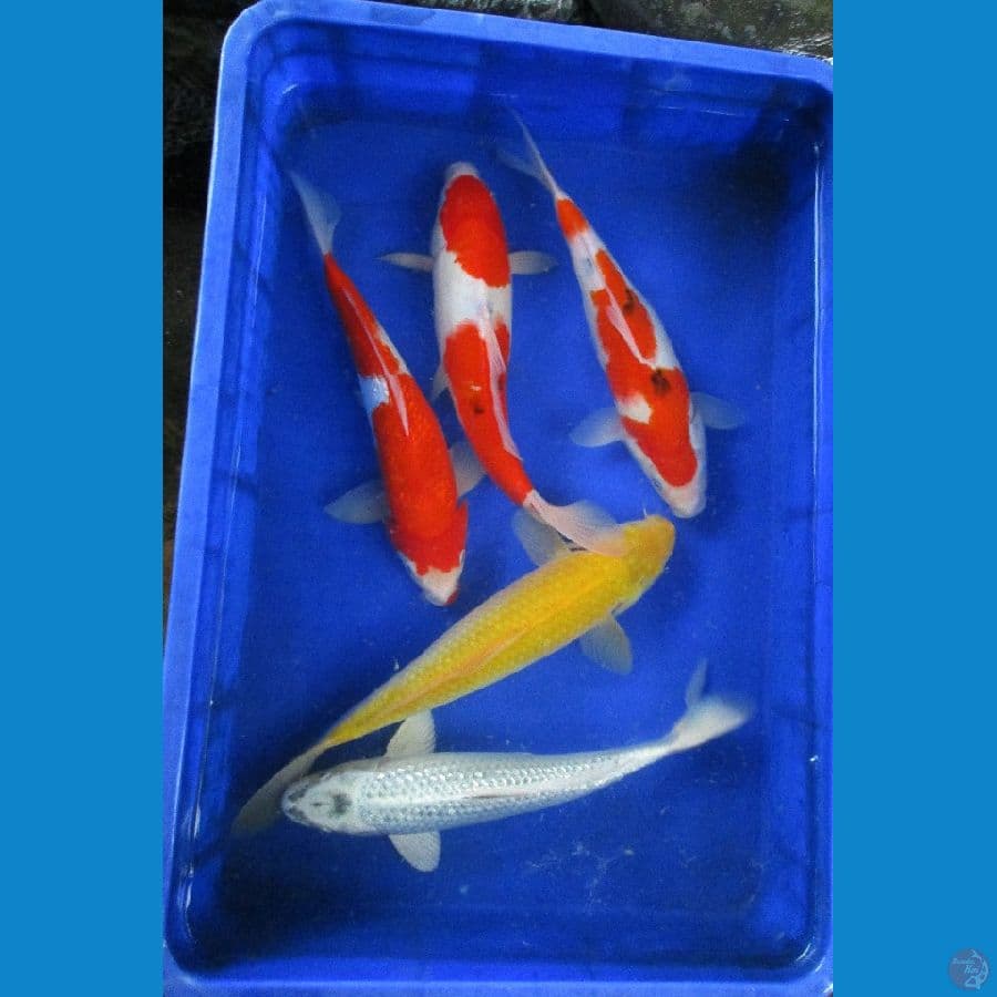 paket ±30cm-37cm