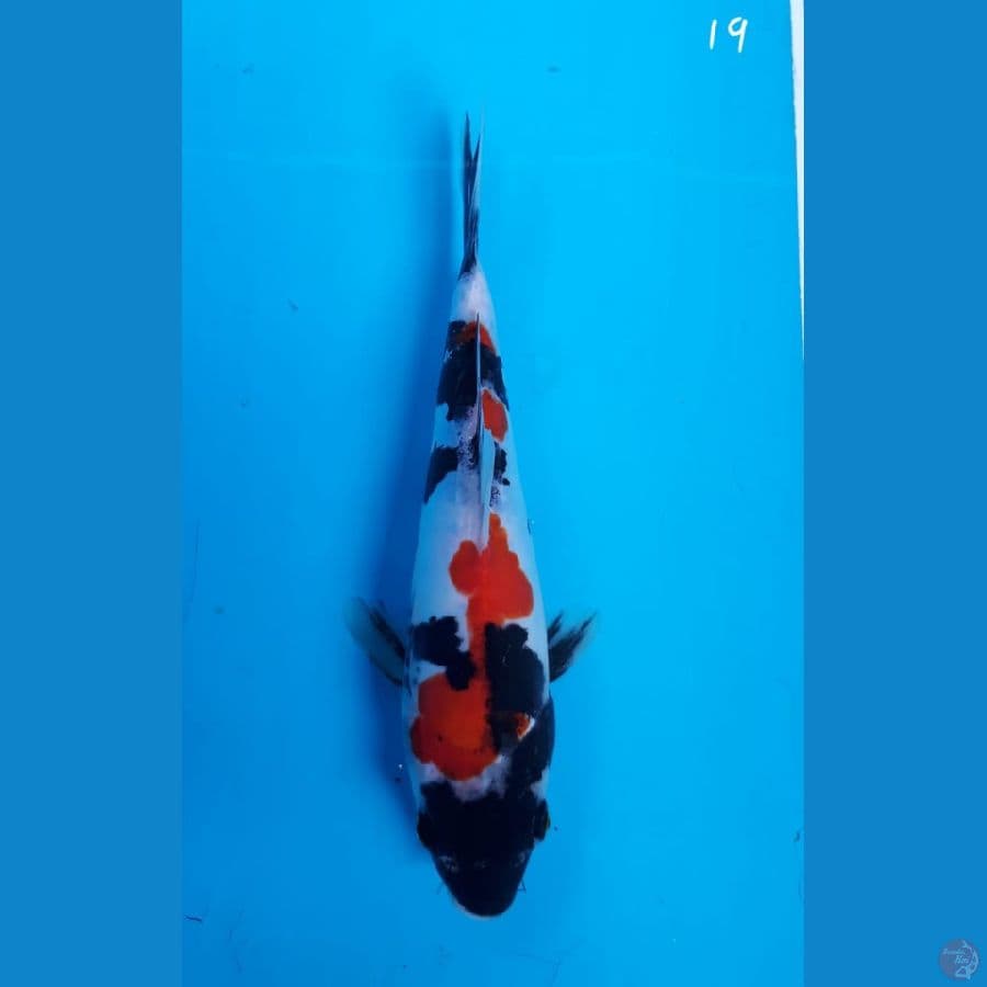 Showa doitsu 19cm