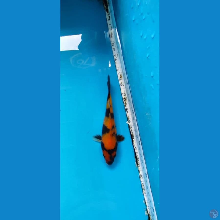 hiutsuri 17 cm