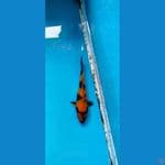 hiutsuri 17 cm